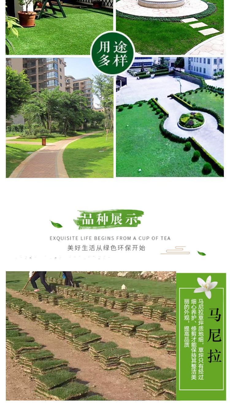 Real Turf Lawn with Soil Garden Villa Greening Plant Manila Purpleflower Holly Leaf Fruit Ridge Grass Lawn Seeds