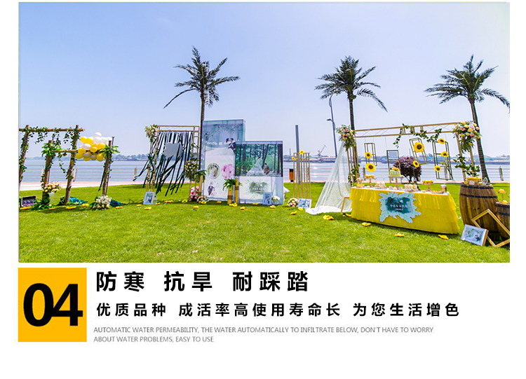 Real Turf Lawn with Soil Garden Villa Greening Plant Manila Purpleflower Holly Leaf Fruit Ridge Grass Lawn Seeds