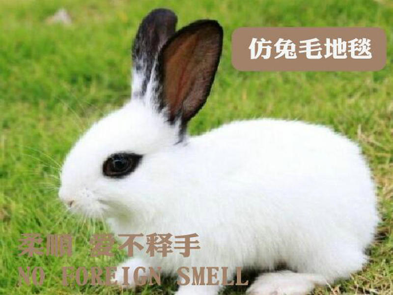 Imitation Rabbit Fur Carpet Living Room Bedroom Simple Nordic Sofa and Tea Table Bedside Fully Washed Cute Household Floor Mat Imitation Rabbit Fur Carpet Living Room Bedroom Simple Nordic Sofa and Tea Table Bedside Fully Washed Cute Household Floor Mat