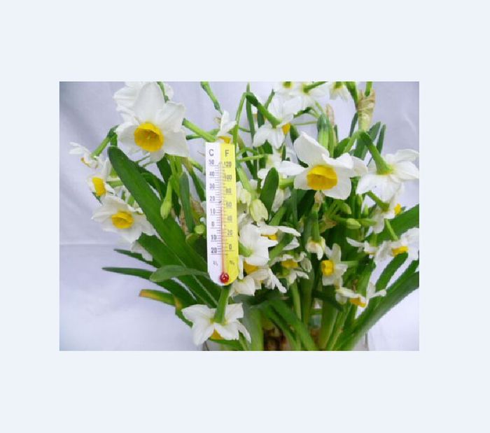 Not for high quality viscose paper crafts accessories indoor Mini thermometer thermometer thermometer Not for high quality viscose paper crafts accessories indoor Mini thermometer thermometer thermometer