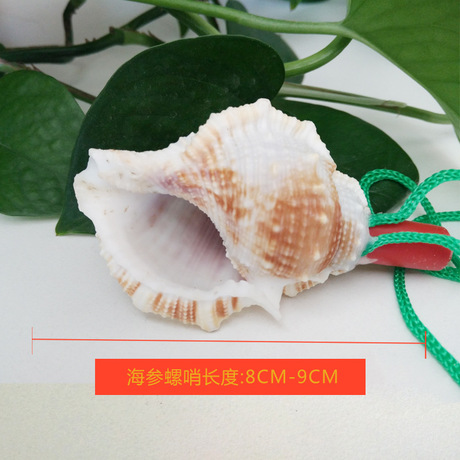 Children&#039;s Toy Whistle Shell Conch Crafts Whistle Stall Supply Creative Gift Children Whistle Wholesale