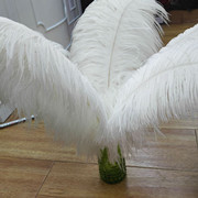 Factory in Stock 25-30cm Colorful Ostrich Feather Wedding Flower Arrangement Decoration DIY Ornament Accessories Variety Feather Factory in Stock 25-30cm Colorful Ostrich Feather Wedding Flower Arrangement Decoration DIY Ornament Accessories Variety Feather