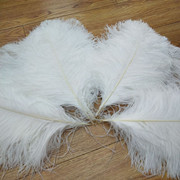 Factory in Stock 25-30cm Colorful Ostrich Feather Wedding Flower Arrangement Decoration DIY Ornament Accessories Variety Feather Factory in Stock 25-30cm Colorful Ostrich Feather Wedding Flower Arrangement Decoration DIY Ornament Accessories Variety Feather