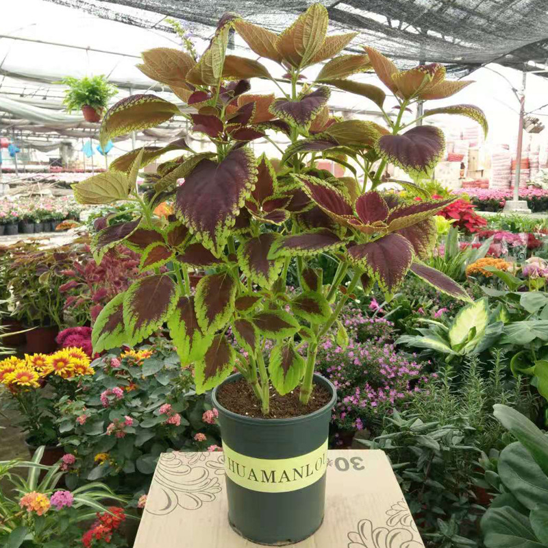Imitate Leaves Simulation Colorful Su Wholesale Christmas Courtyard Decoration Engineering Wedding Flower Arrangement Green Plant Simulation Coleus Imitate Leaves Simulation Colorful Su Wholesale Christmas Courtyard Decoration Engineering Wedding Flower Arrangement Green Plant Simulation Coleus