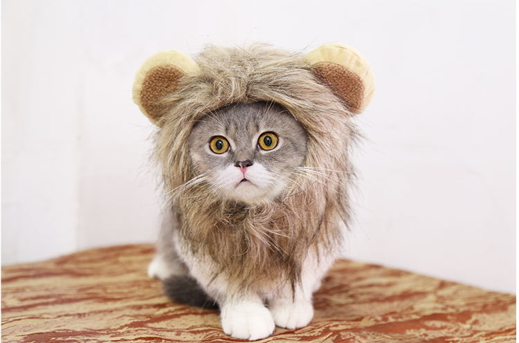 Lion Transformation Halloween Ghost Festival Pet Hat Cat Hat Velcro Adjustable Pet Supplies Autumn and Winter Lion Transformation Halloween Ghost Festival Pet Hat Cat Hat Velcro Adjustable Pet Supplies Autumn and Winter
