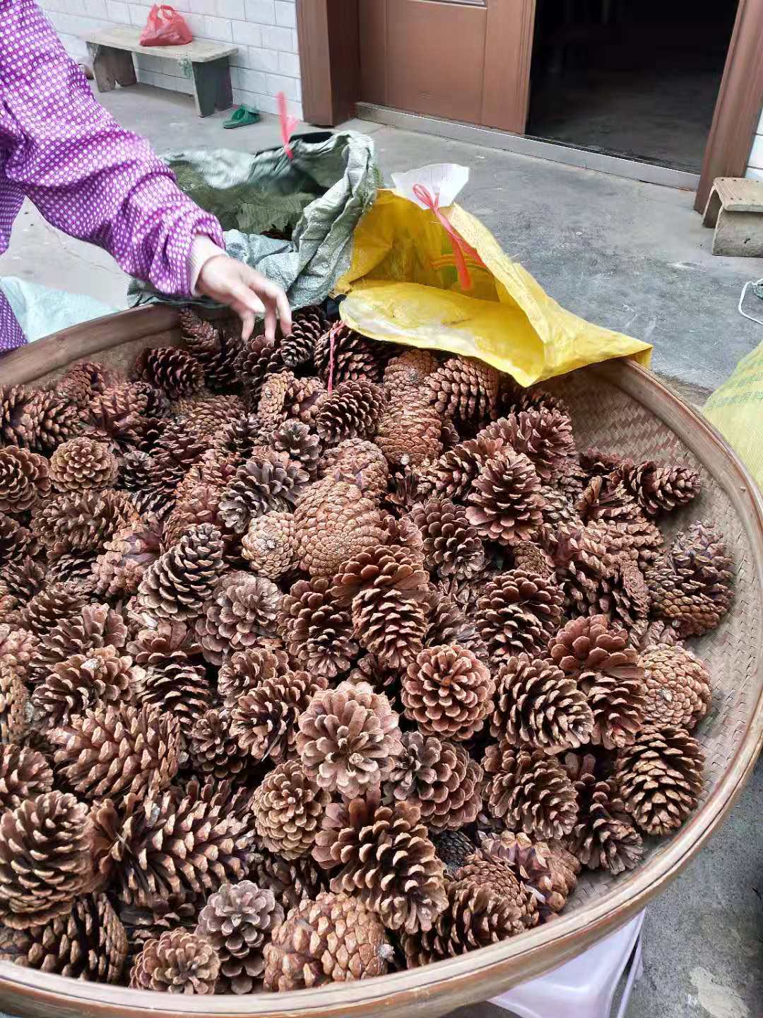 Mini Decorative Pinecone Pine Cones Pinecone For Christmas Tree Toppers Vase Bowl Filler Displays Crafts Home Decor