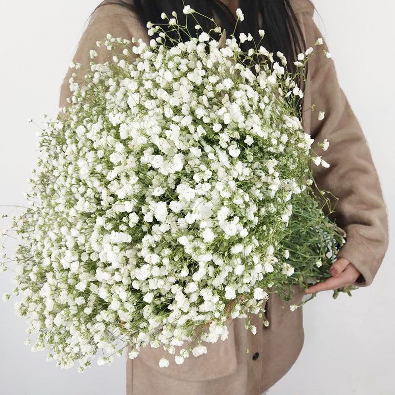 Yunnan Factory Direct Supply Dried Flowers Gypsophila Home Decor Floriculture Decoration Place of Origin Wholesale