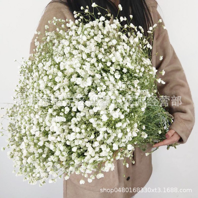 Yunnan Factory Direct Supply Dried Flowers Gypsophila Home Decor Floriculture Decoration Place of Origin Wholesale
