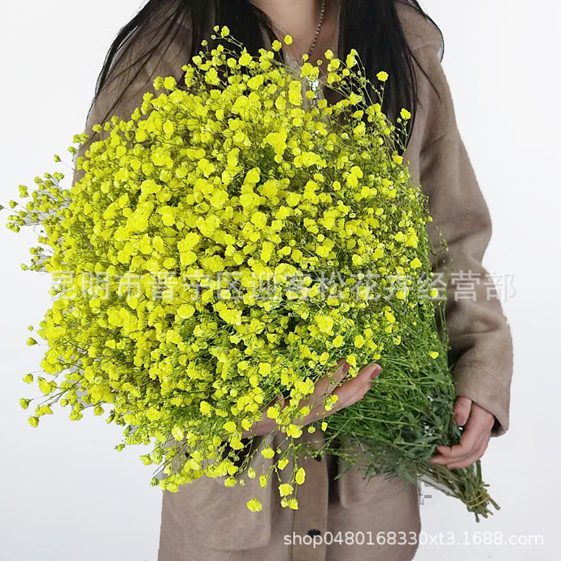 Yunnan Factory Direct Supply Dried Flowers Gypsophila Home Decor Floriculture Decoration Place of Origin Wholesale