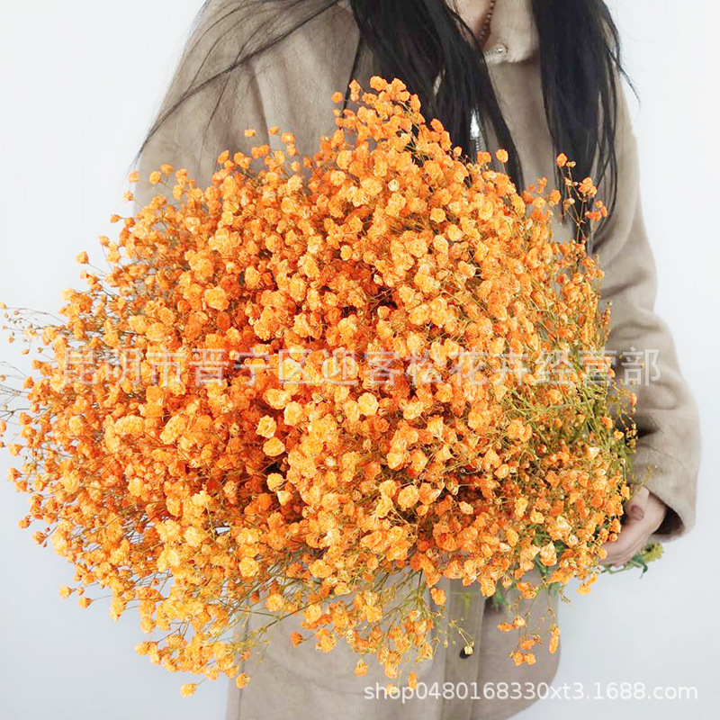 Yunnan Factory Direct Supply Dried Flowers Gypsophila Home Decor Floriculture Decoration Place of Origin Wholesale