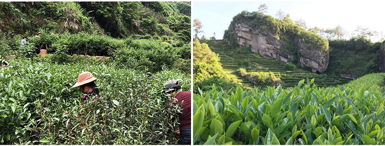 Wuyi Tea Dahongpao Tea Cinnamon Tea Medium Fire Carbon Baking Fragrant Rock Bone Floral and Fruit Aroma Oolong Tea Bulk Tea